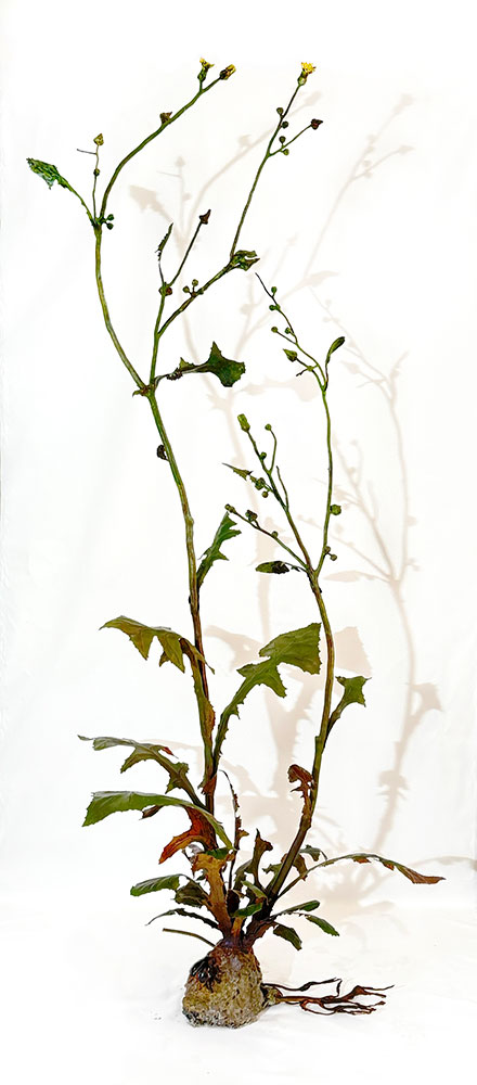 <In the Silence of Bloom ( breathing spaces), 2025