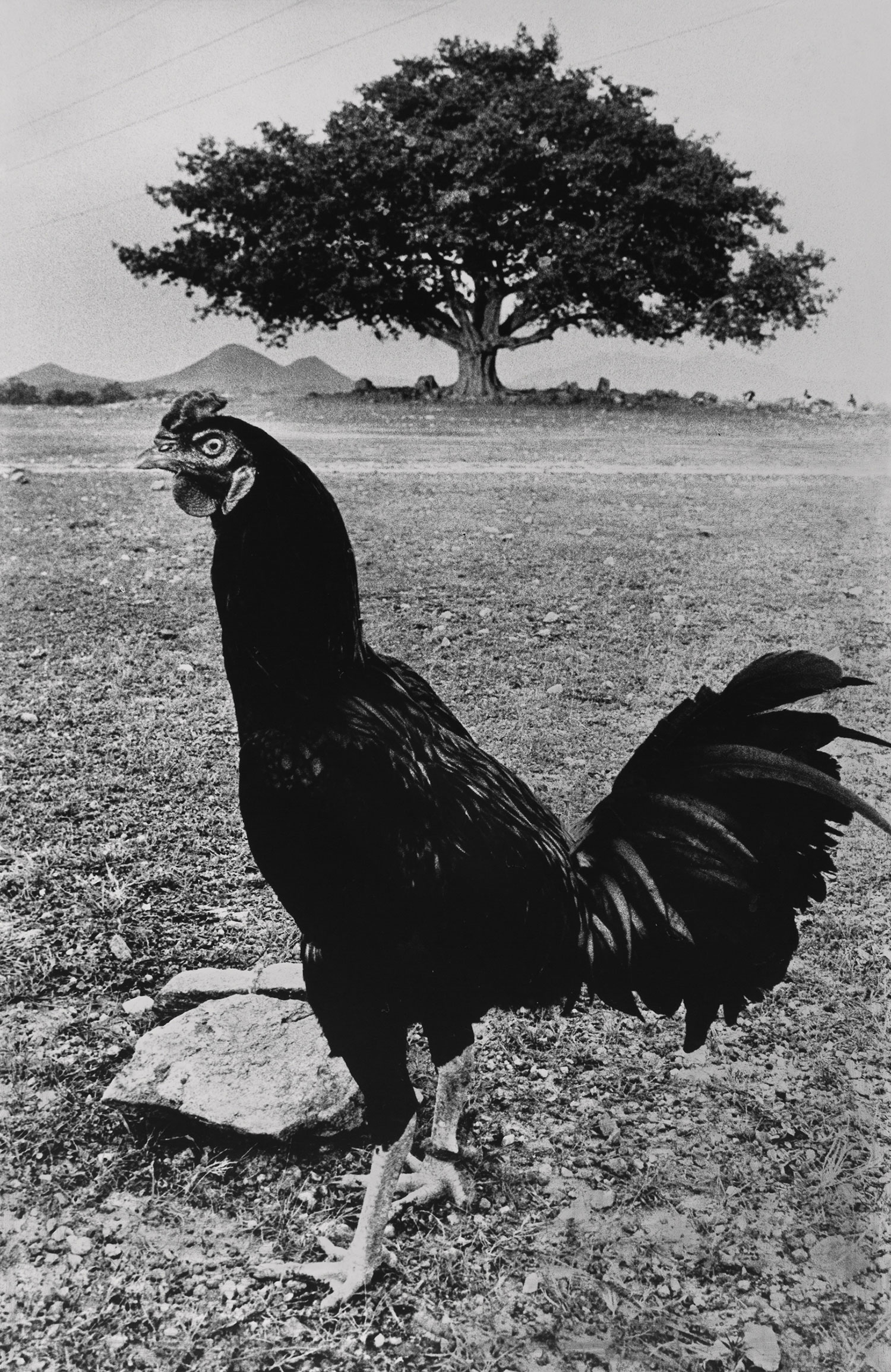 <A Rooster, near a village in Karnataka, 1982, 